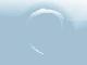 adonis garces