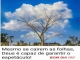 kavalheiro